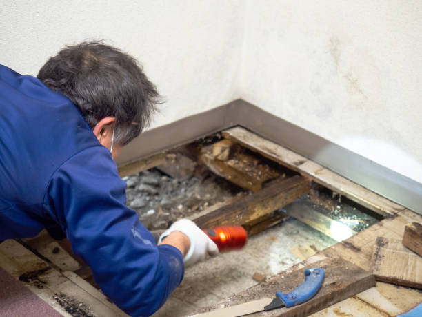 Best Post-Flood Mold Remediation in Sandy Oaks, TX