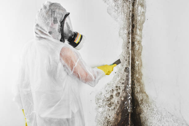 Best Post-Flood Mold Remediation in Sandy Oaks, TX