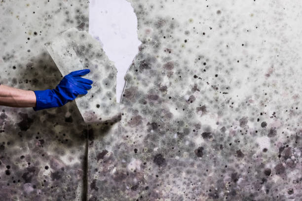 Best Localized Mold Remediation (e.g., coastal areas, humid climates) in Sandy Oaks, TX