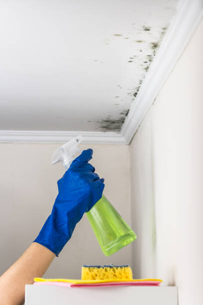 Best Black Mold Remediation in Sandy Oaks, TX